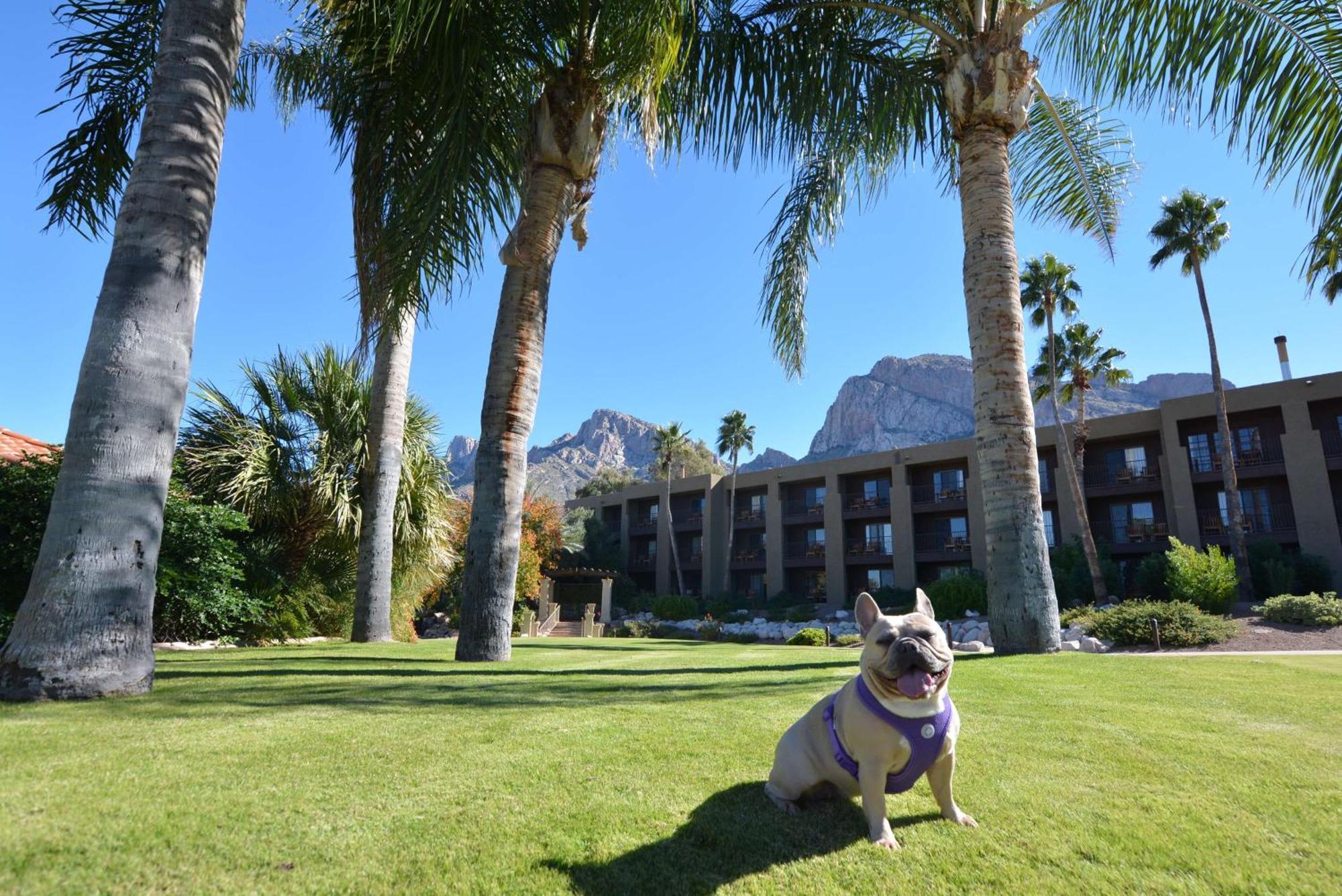 El Conquistador Tucson, A Hilton Resort Оро-Вейлі Екстер'єр фото